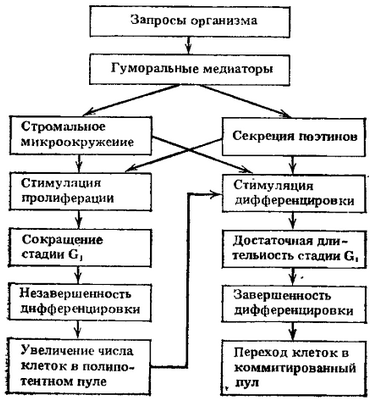 мозг мозг