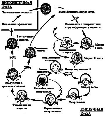 cryptosporidiosis cryptosporidiosis