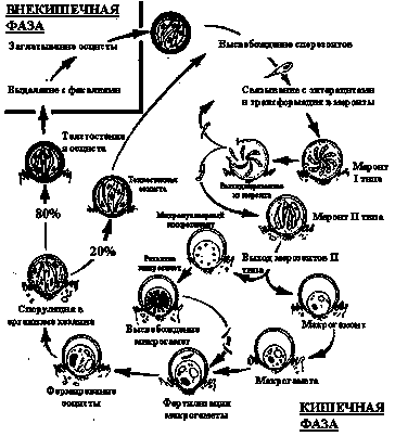 cryptosporidiosis