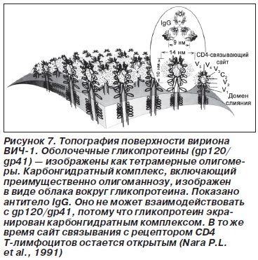 белка белка