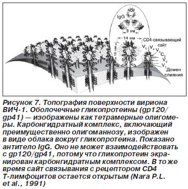 белка