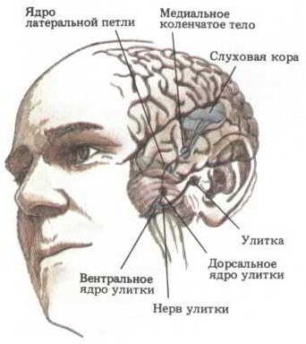 диабет диабет
