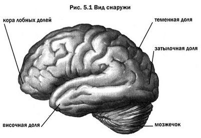 паркинсон