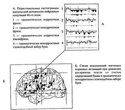 мозговой мозговой