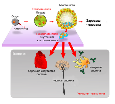Плюрипотентность или дифференциация? Вот в чем вопрос
