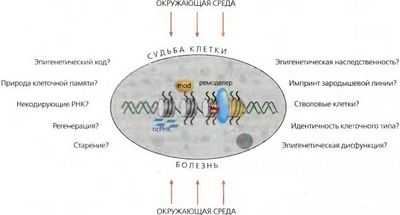 Исследование обнаруживает генетические переключатели, которые контролируют процесс регенерации всего тела