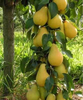 В лесах США появляются неродные груши: некогда любимые пригородные груши Каллери теперь превосходят многие местные деревья, предупреждает биолог