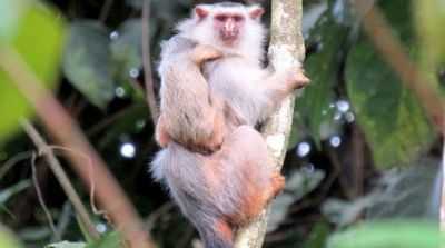 В бразильской Амазонии обнаружен новый вид мартышек: &laquo;Мартышка Шнайдера&raquo; водится в находящихся под угрозой исчезновения, но малоизученных лесах штата Мату-Гросу