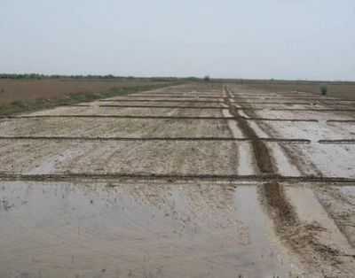 Пусть пожнивные остатки гниют на поле - климатическая победа