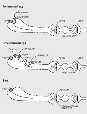 Растирание кожи активирует нервные пути, облегчающие зуд: поглаживание кожи активирует рецепторы прикосновения, задействует нейроны против зуда в спинном мозге Растирание кожи активирует нервные пути, облегчающие зуд: поглаживание кожи активирует рецепторы прикосновения, задействует нейроны против зуда в спинном мозге